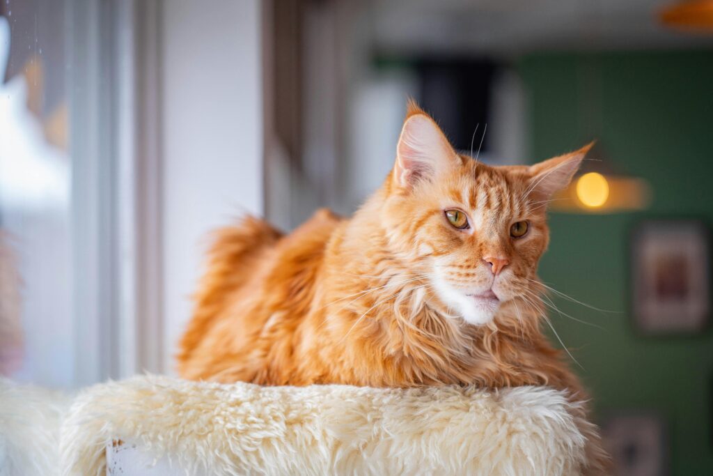 maine coon cat price